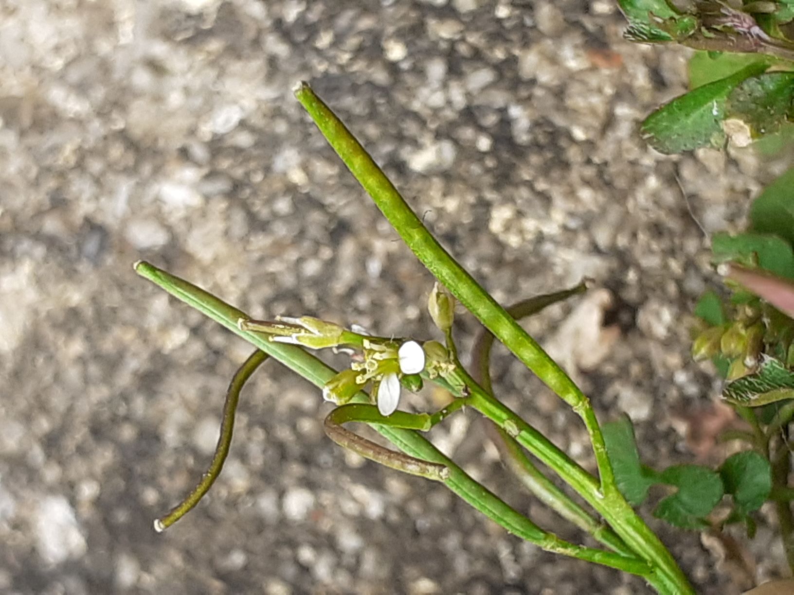 Annexe 20200328_141838 fleur.jpg