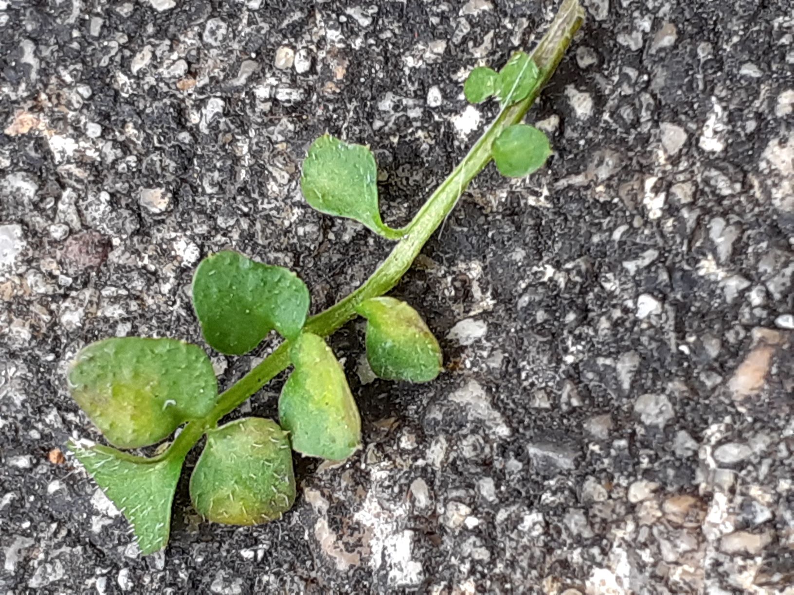 Annexe 20200328_142105 feuille.jpg