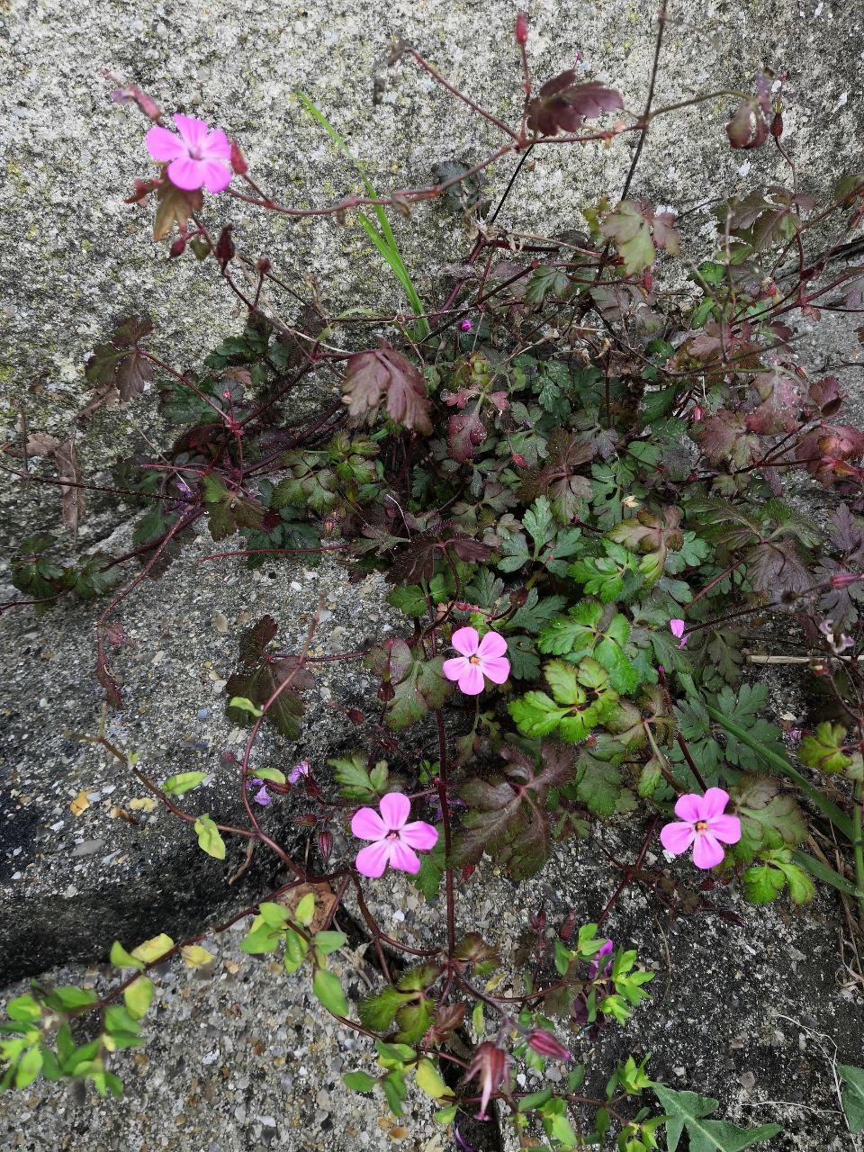 Annexe photo_2020-03-28_21-04-52.jpg