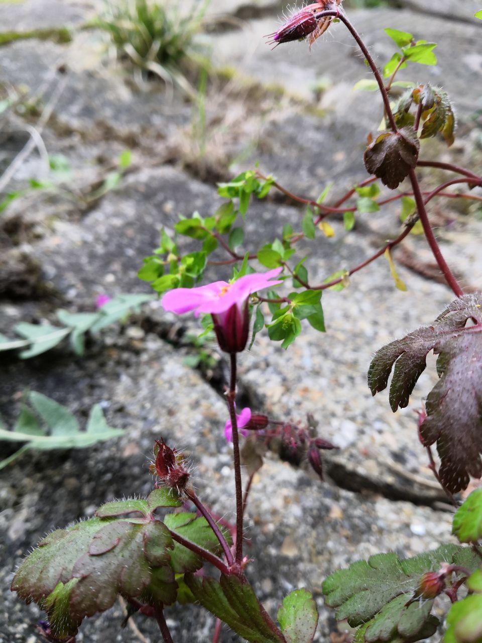 Annexe photo_2020-03-28_21-28-37.jpg