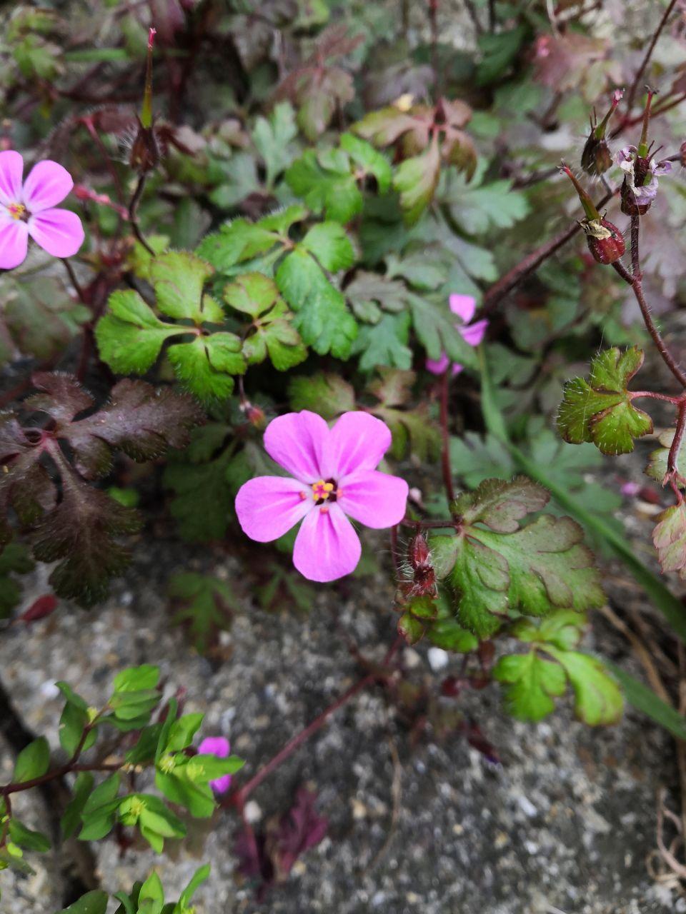 Annexe photo_2020-03-28_21-29-10.jpg