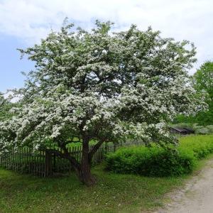 Annexe img-002338468CRS.jpg