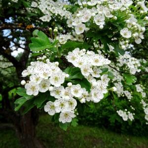 Annexe img-002338469CRS.jpg