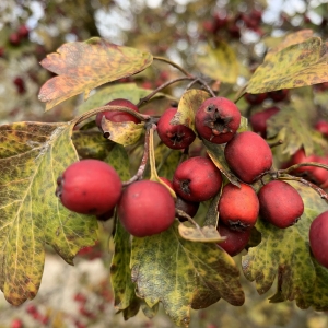 Annexe img-002341823CRS.jpg