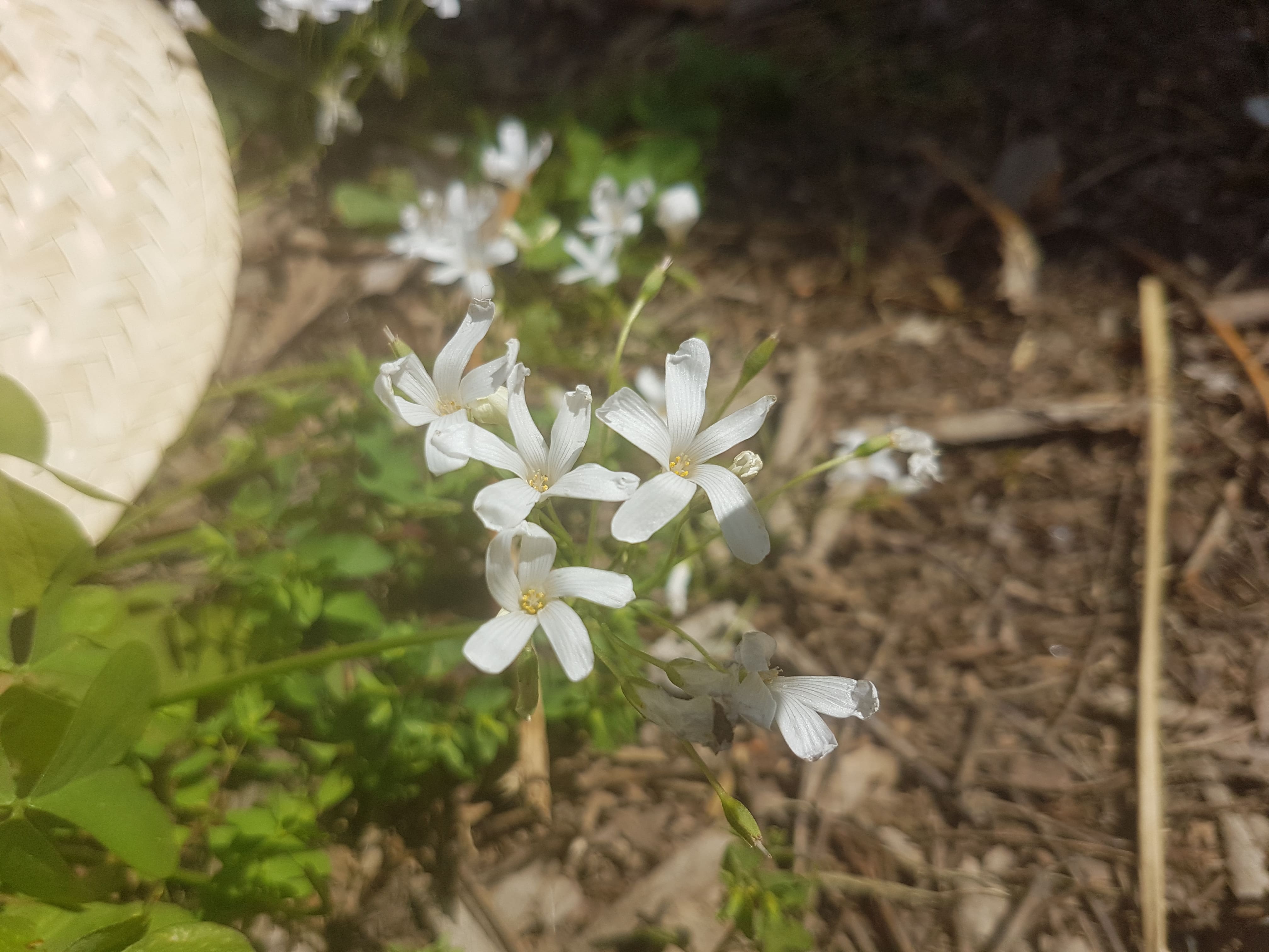 Annexe 20200328_122849-min.jpg