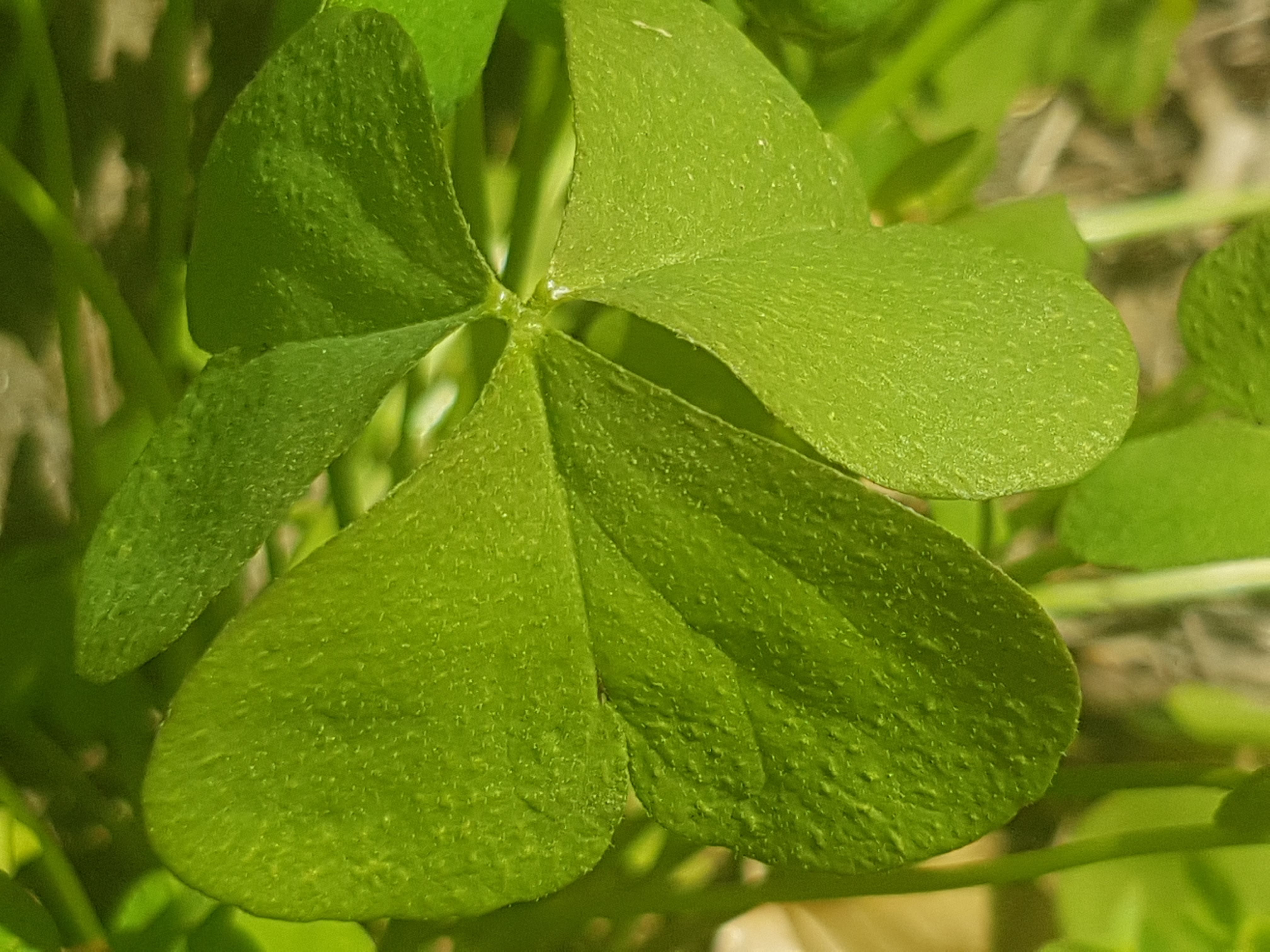 Annexe 20200328_122937-min.jpg