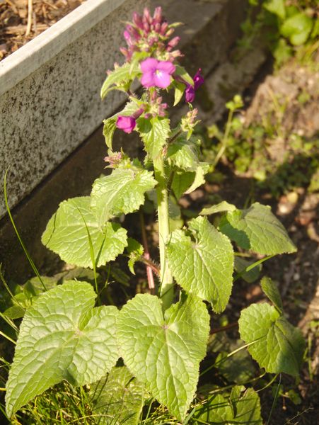 Annexe P1050345_mod.jpg