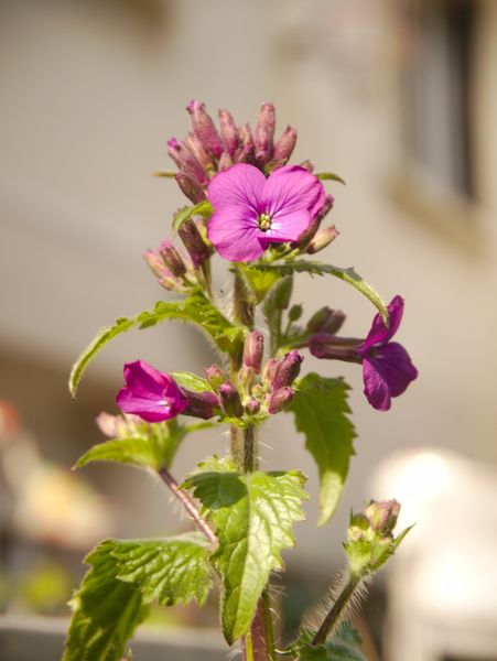 Annexe P1050350_mod.jpg