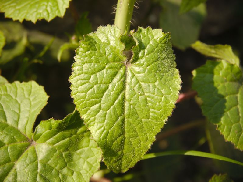 Annexe P1050356_mod.jpg