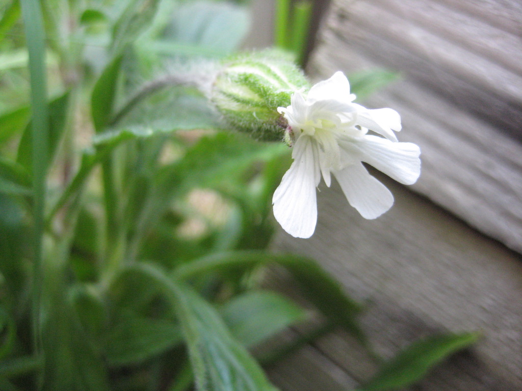 Annexe Détail fleur SILENE.jpg