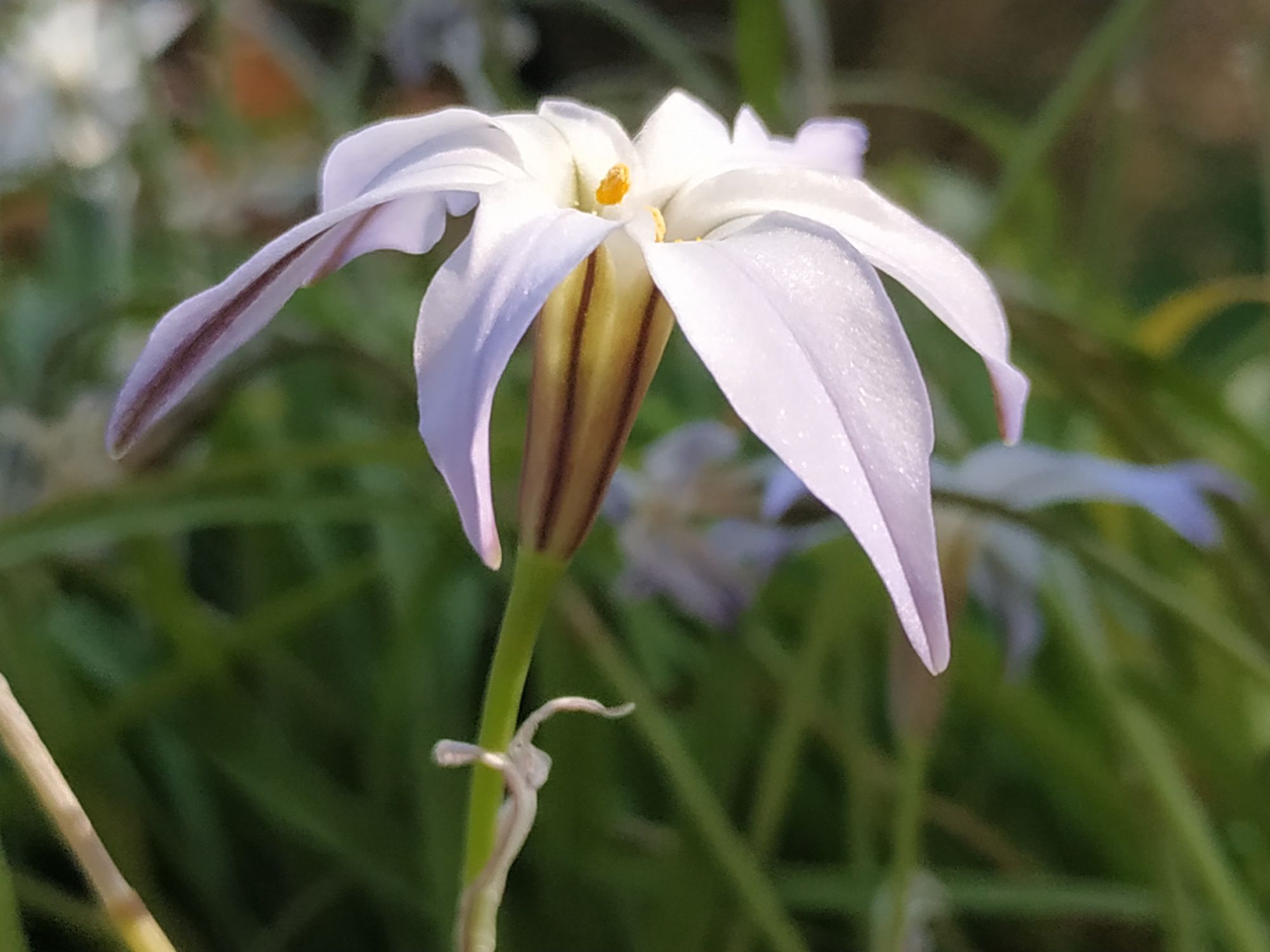 Annexe fleur vue côté.jpg