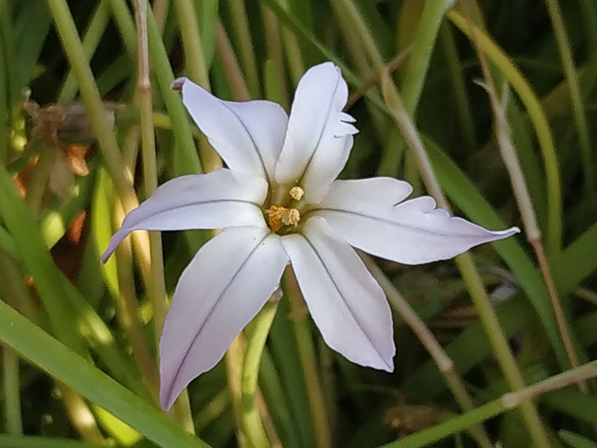 Annexe fleur vue dessus.jpg
