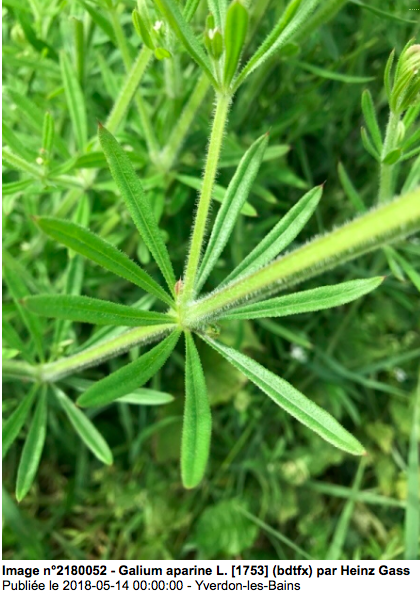 Annexe galium aparine feuille.png