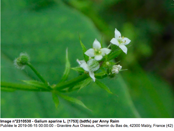 Annexe galium aparine fleur.png
