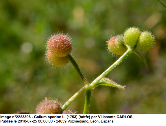Annexe galium aparine fruits.png
