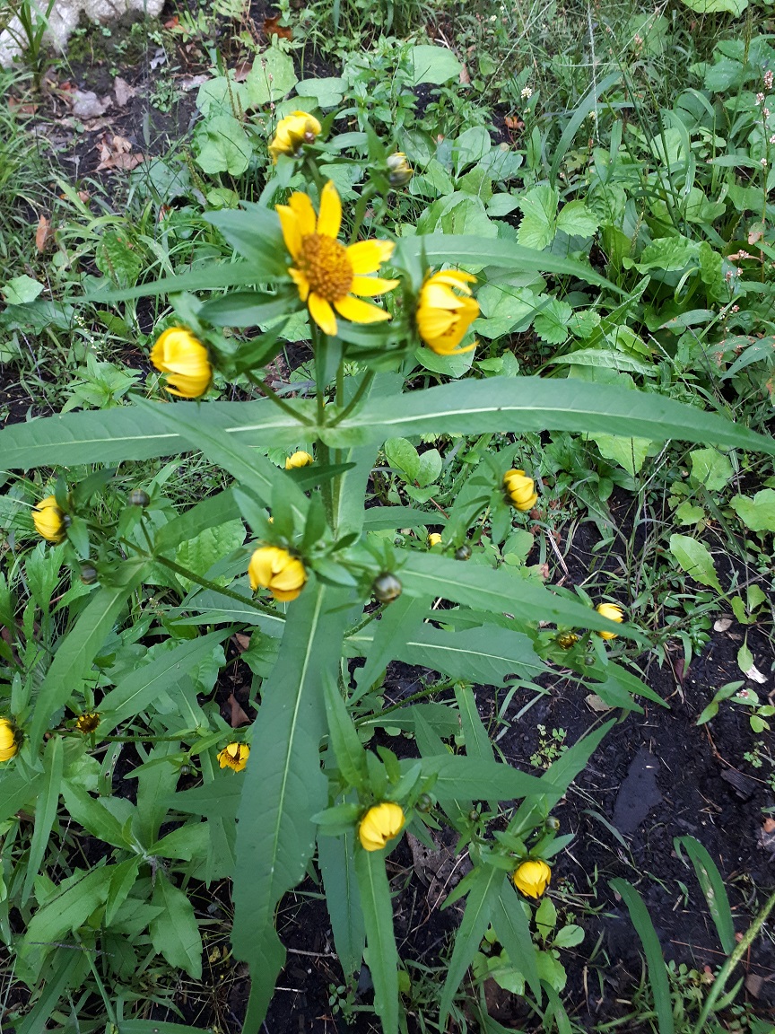 Annexe Biden penché 1.jpg