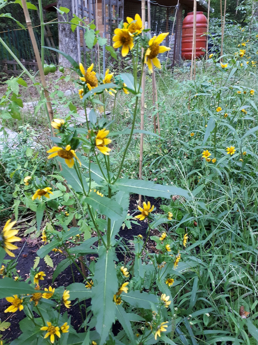 Annexe Biden penché 2.jpg