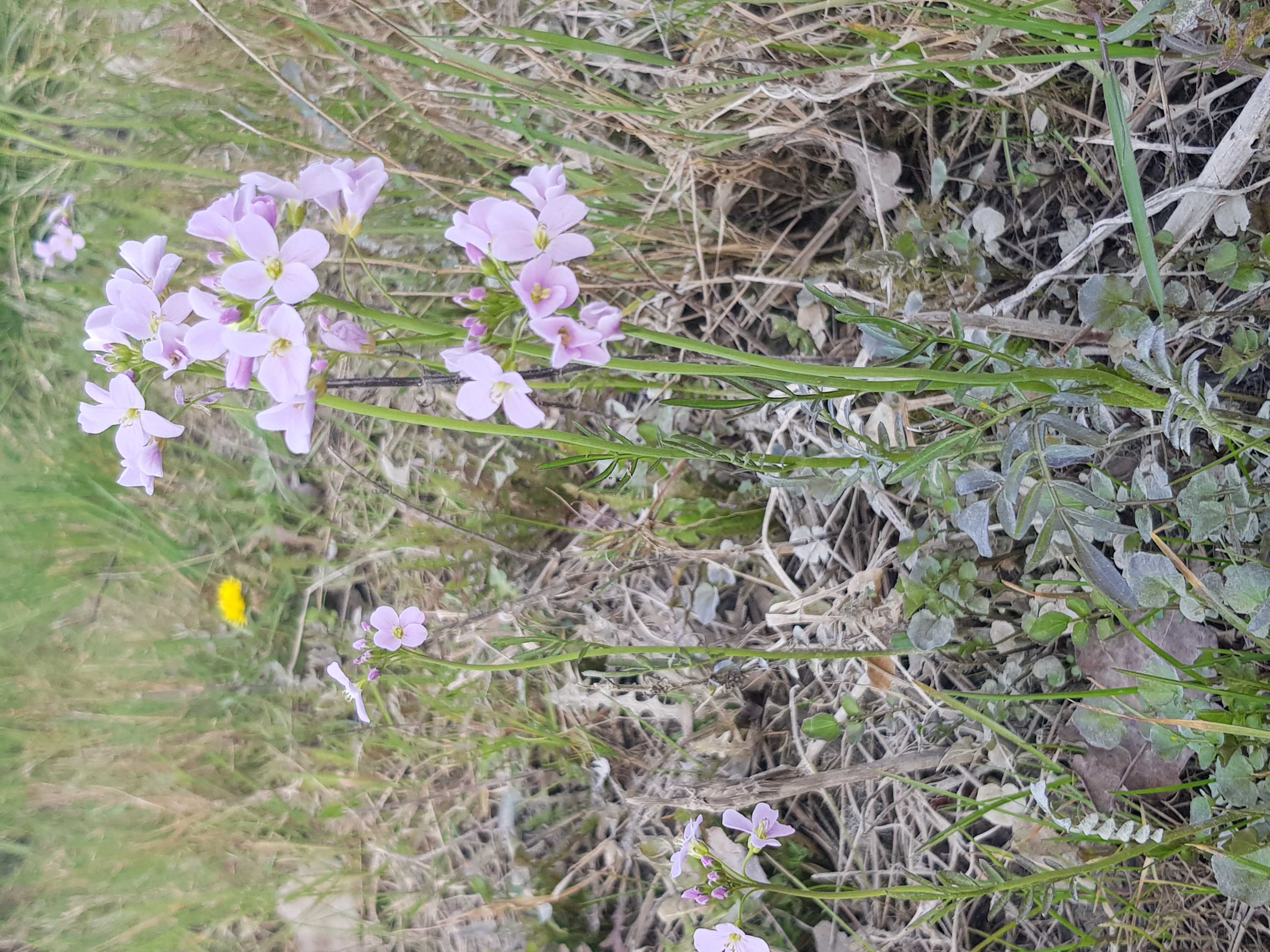 Annexe 20200328_180500-ConvertImage.jpg