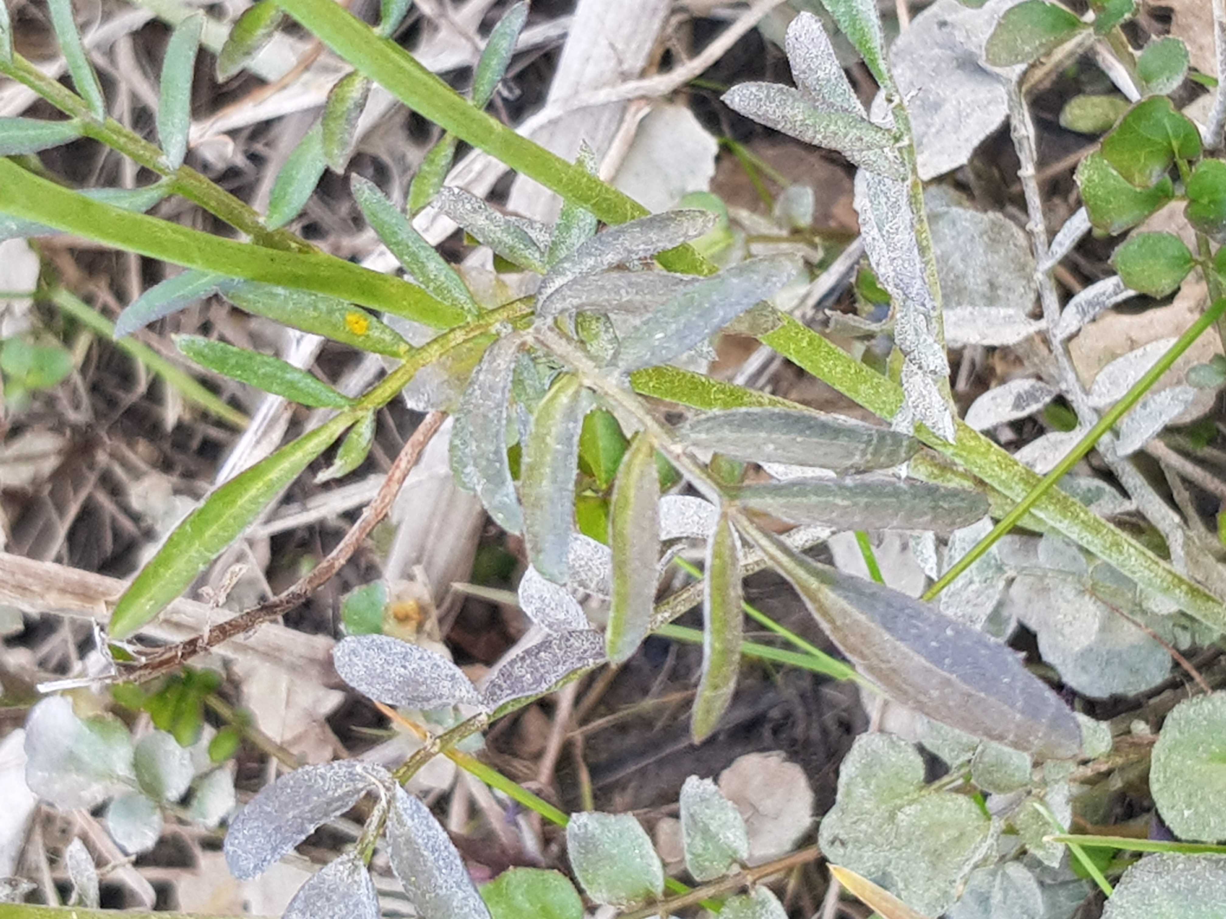 Annexe 20200328_180543-ConvertImage.jpg