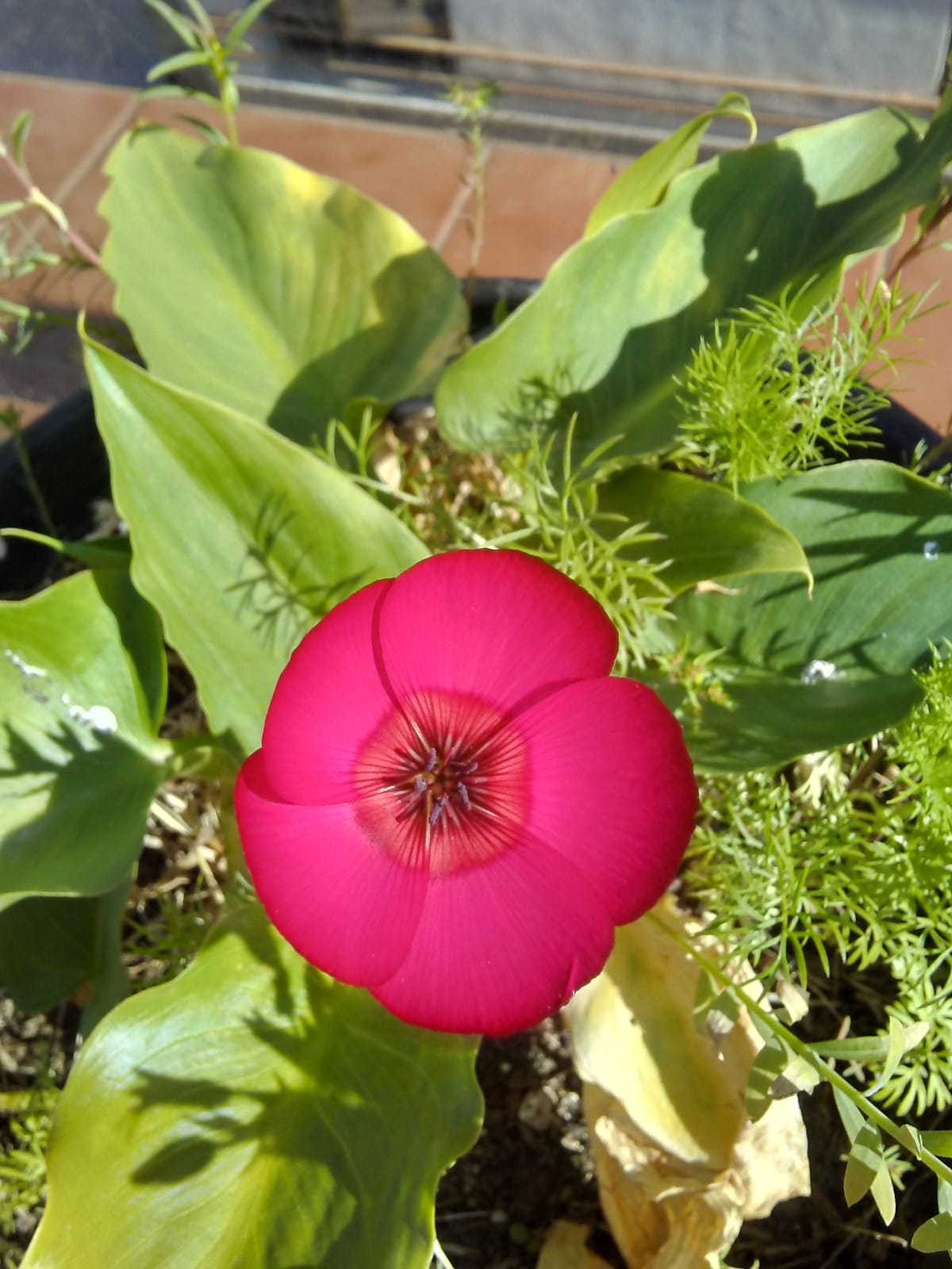 Annexe plante 2 fleur.jpeg