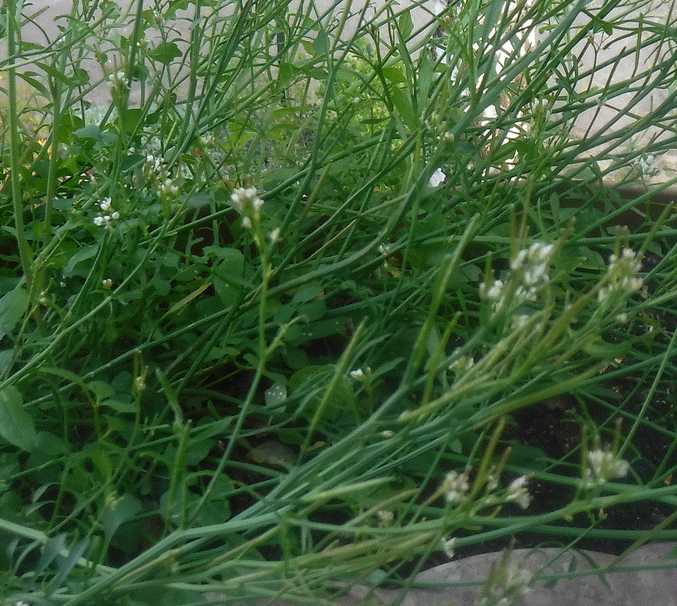 Annexe devinette de balconnière Nord 1.gif