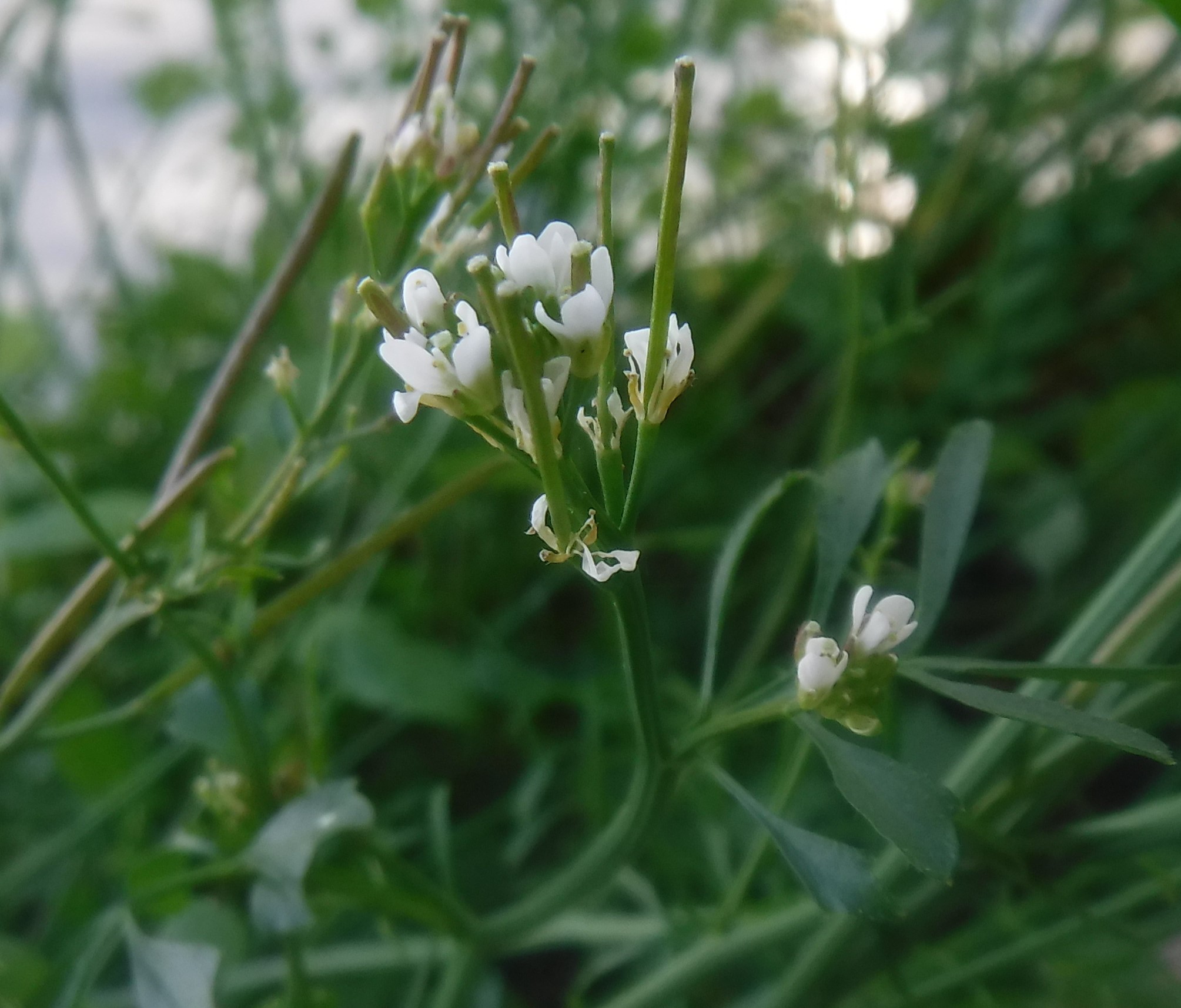 Annexe devinette de balconnière Nord 2.JPG
