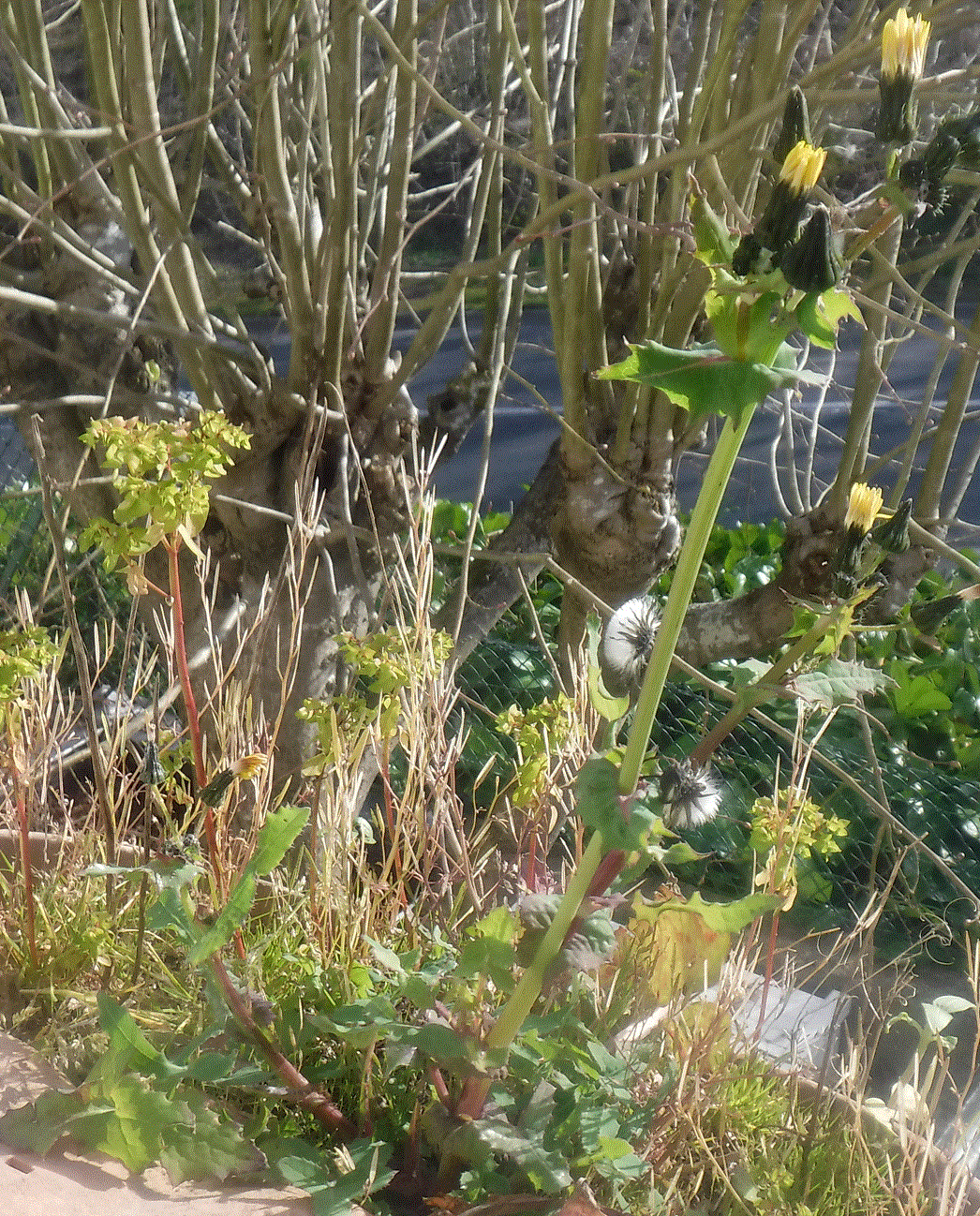 Annexe pissenlit de ma balconnière 1.gif