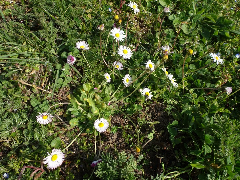 Annexe DSC04527-red.JPG