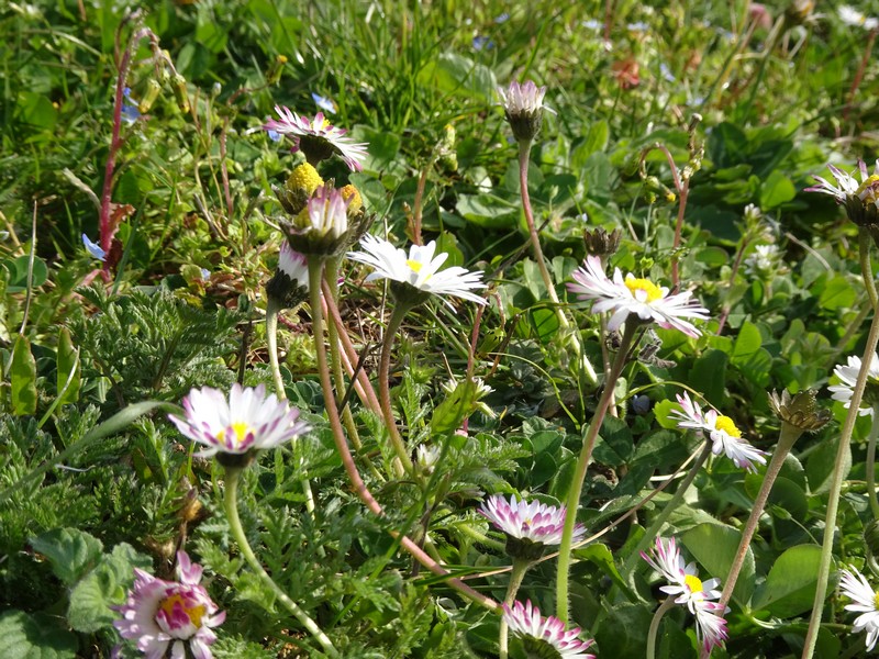 Annexe DSC04528-red.JPG