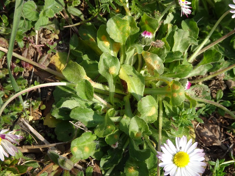 Annexe DSC04529-red.JPG