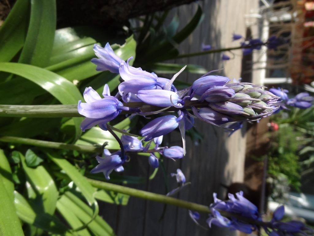 Annexe DSC05677 1.JPG