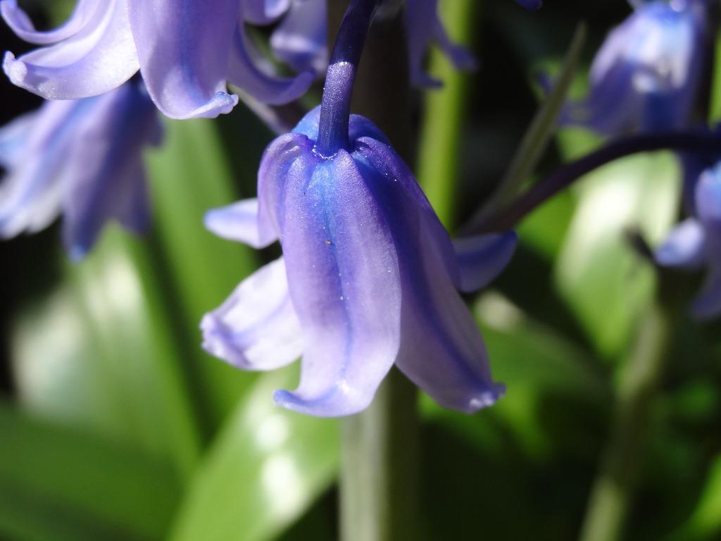 Annexe DSC05678 1.JPG