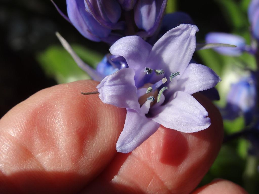 Annexe DSC05679 1.JPG