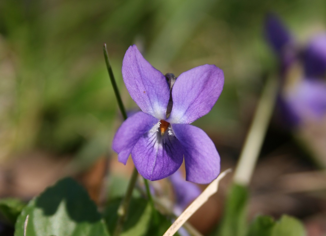 Annexe 01fleur_violette.jpg