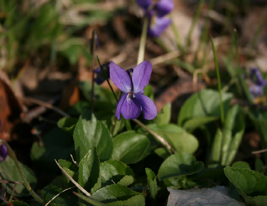 Annexe 02plante_violette.jpg