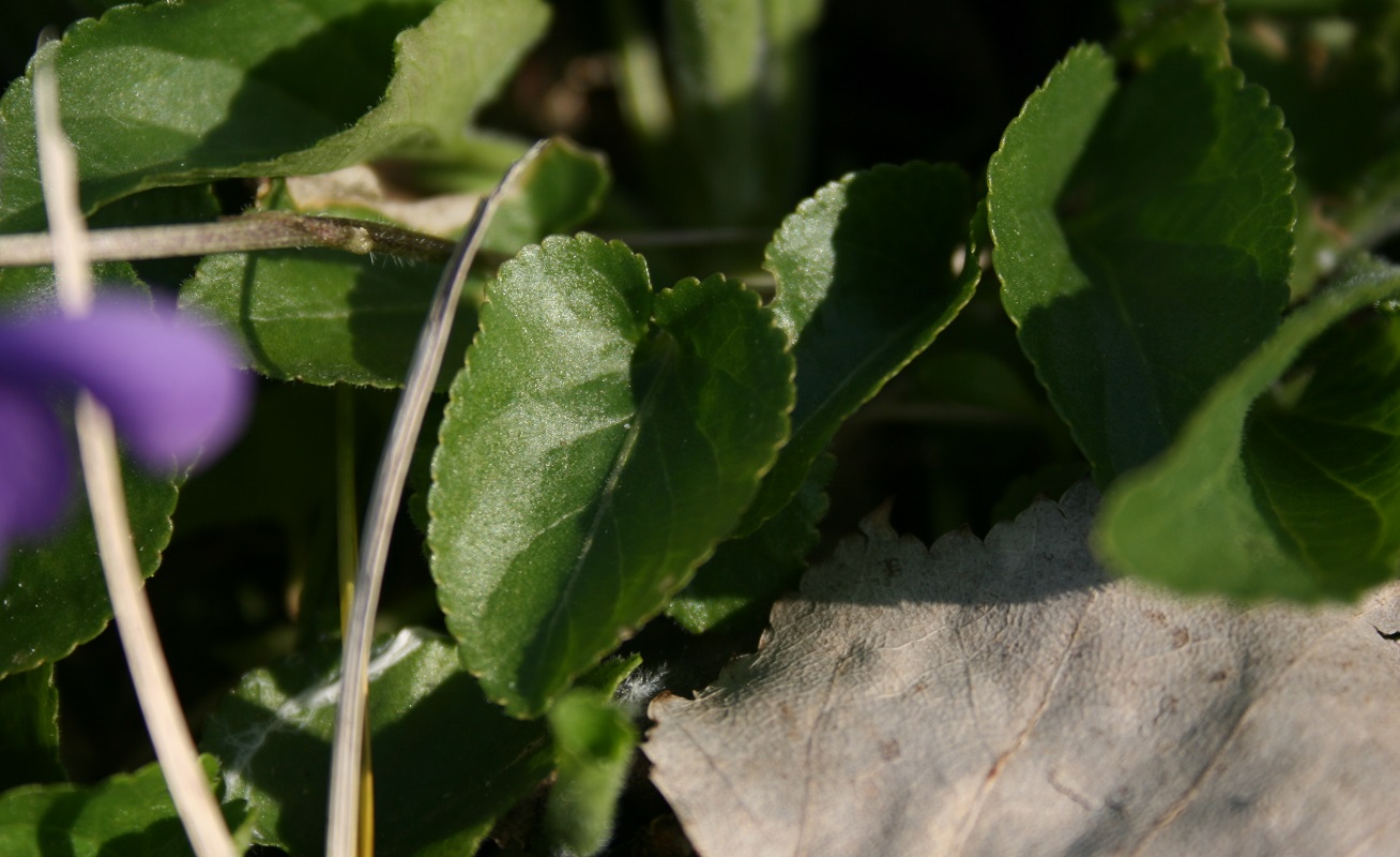 Annexe 03feuille_violette.jpg