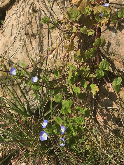 Annexe IMG_4165.jpeg