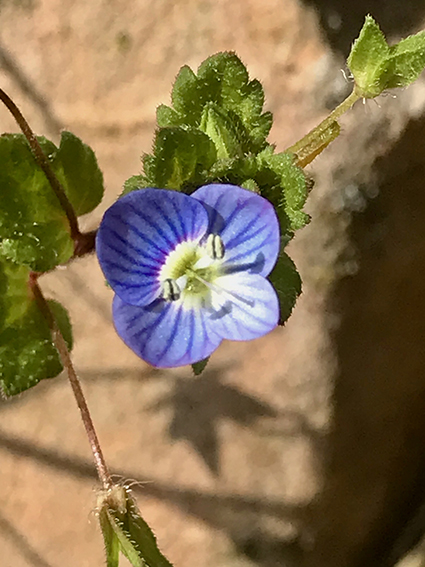 Annexe IMG_4166.jpeg