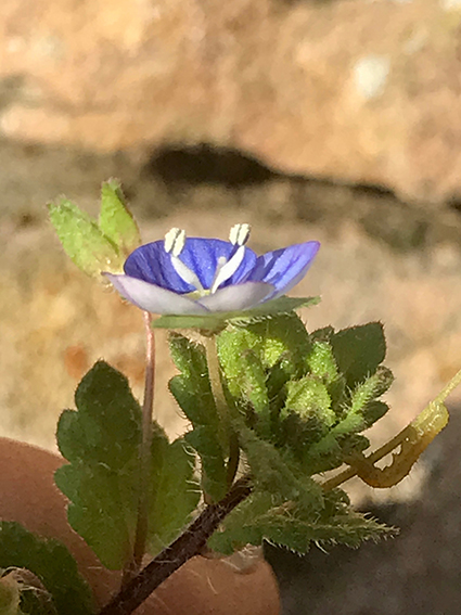 Annexe IMG_4168.jpeg