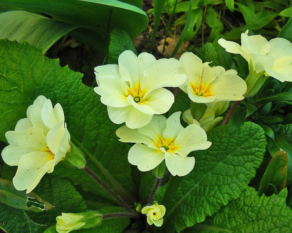 Annexe primevère-600-x-480.jpg