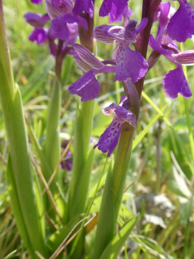 Annexe P1020489_3.jpg