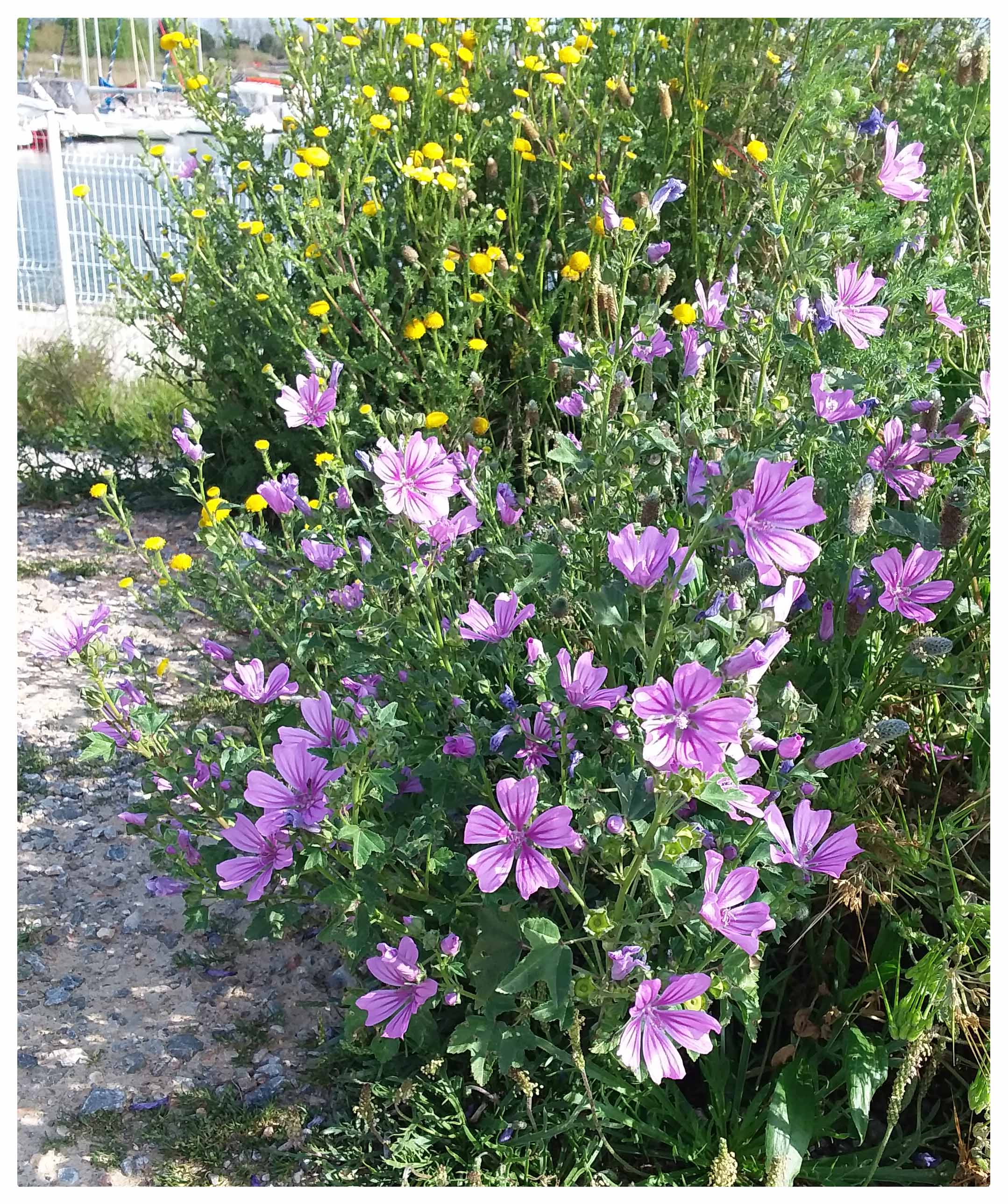 Annexe Malva_Sylvestris1.jpg