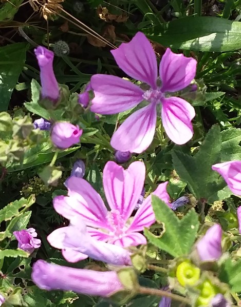 Annexe Malva_Sylvestris2.jpg