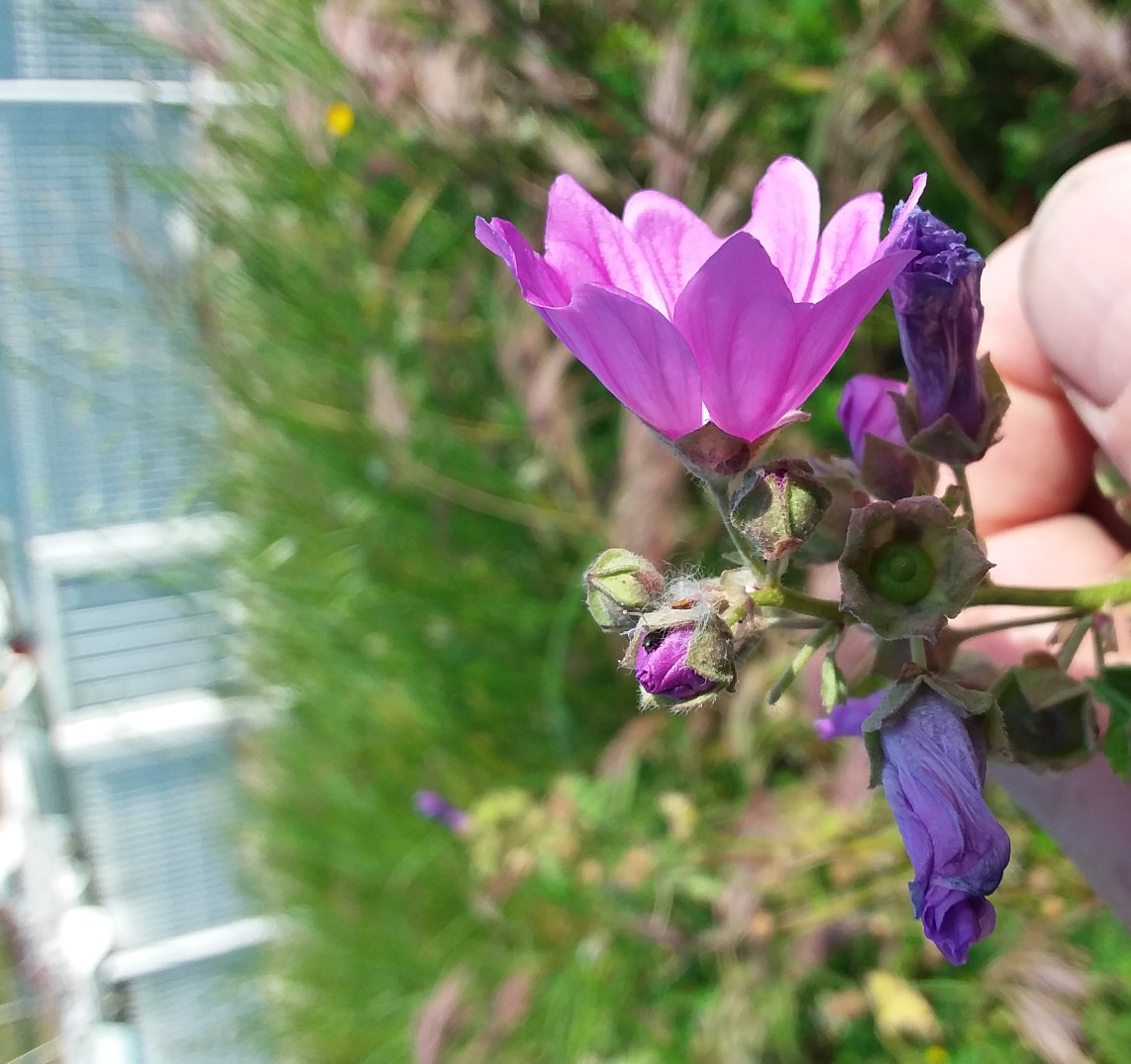 Annexe Malva_Sylvestris3.jpg