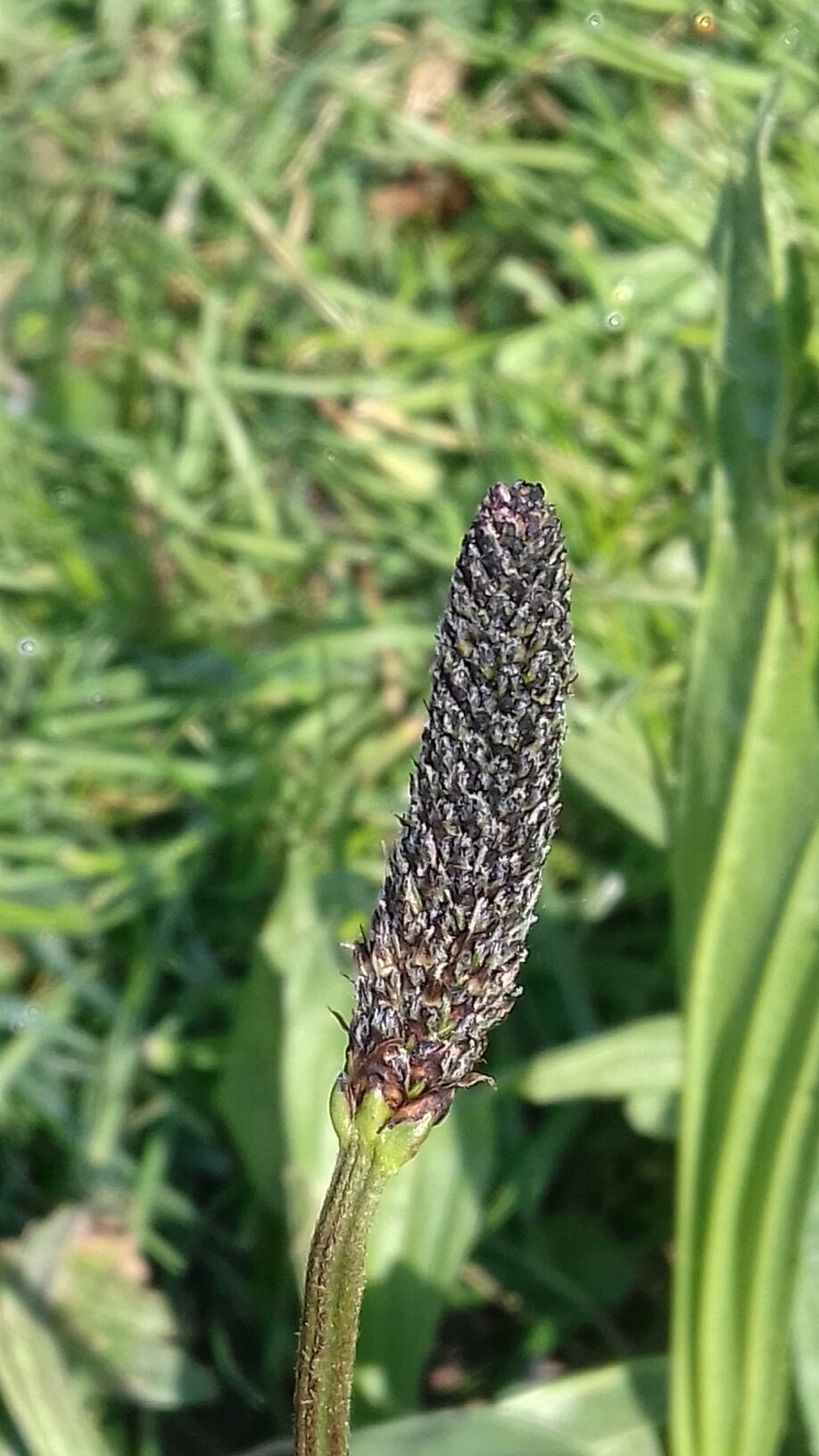 Annexe 20200329_114604_resized.jpg