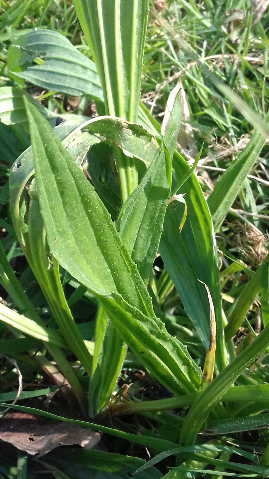 Annexe 20200329_114633_resized.jpg