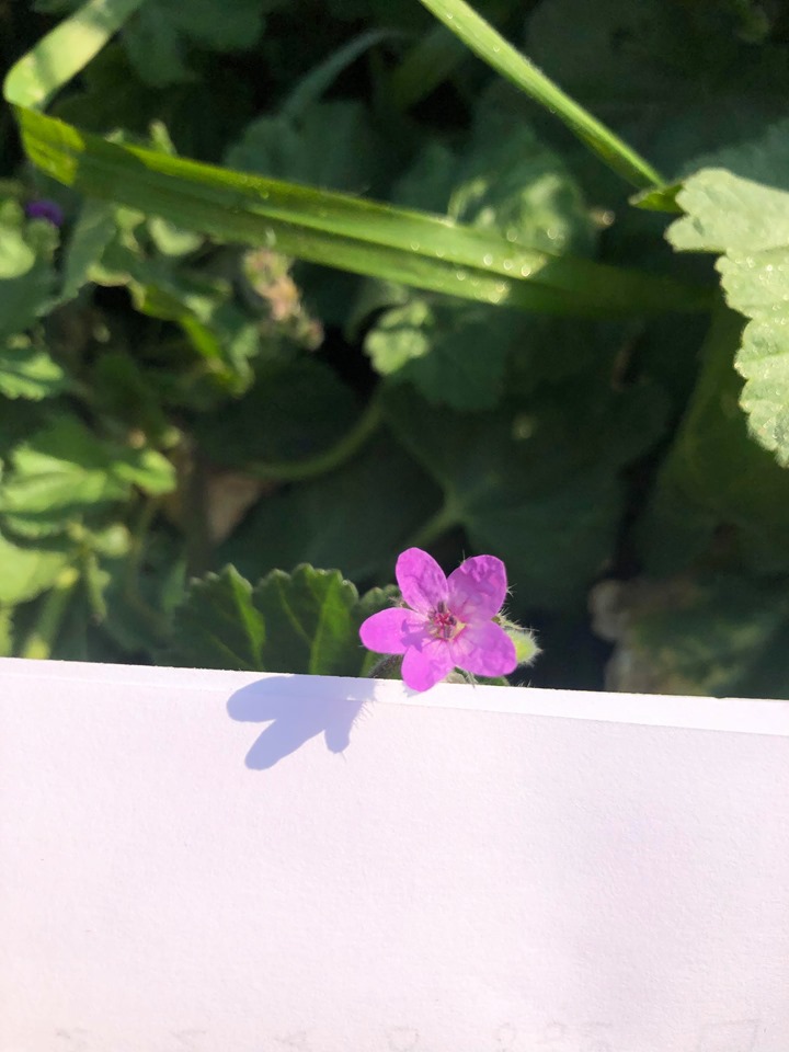 Annexe 90790479_231133724748628_5170149925752668160_n.jpg