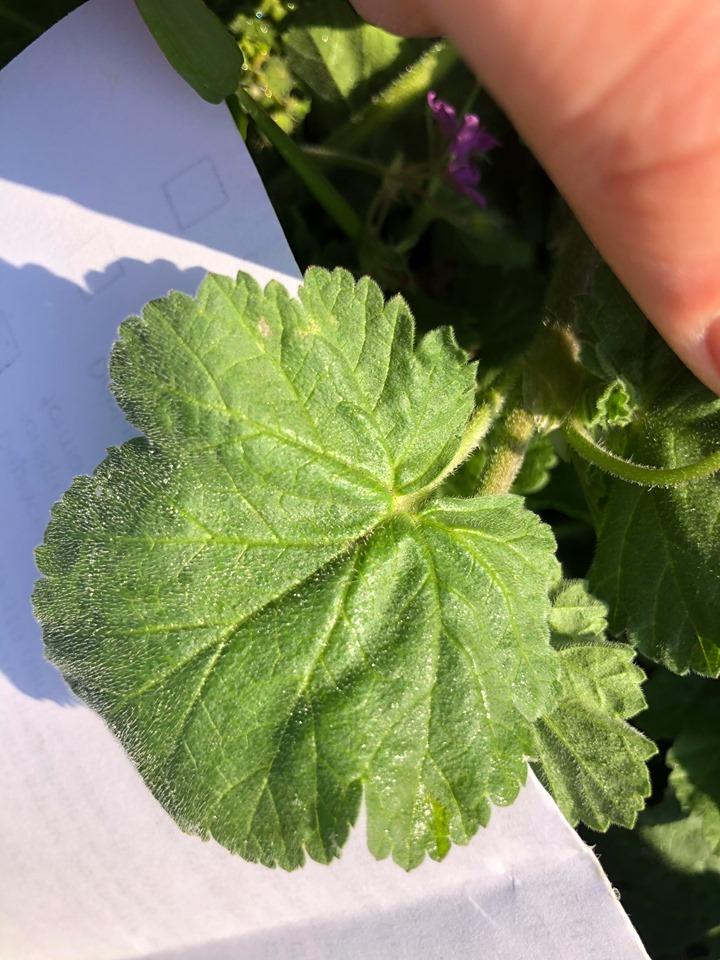 Annexe 90948941_891725274610747_3339395269446860800_n.jpg