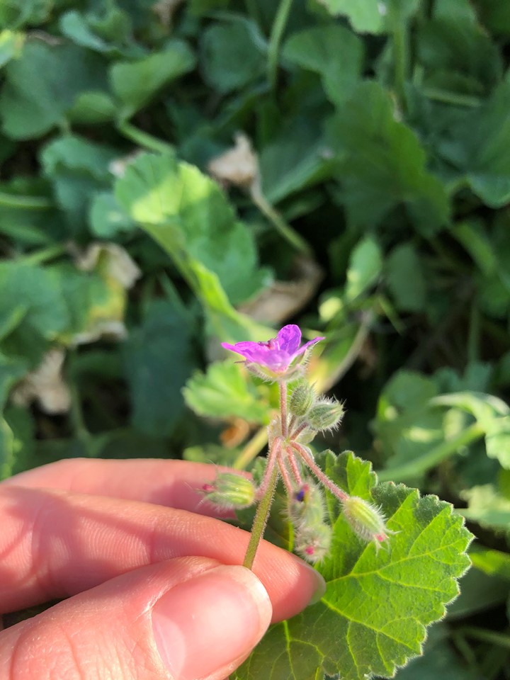 Annexe 91621173_2600718910172084_7734312965595201536_n.jpg