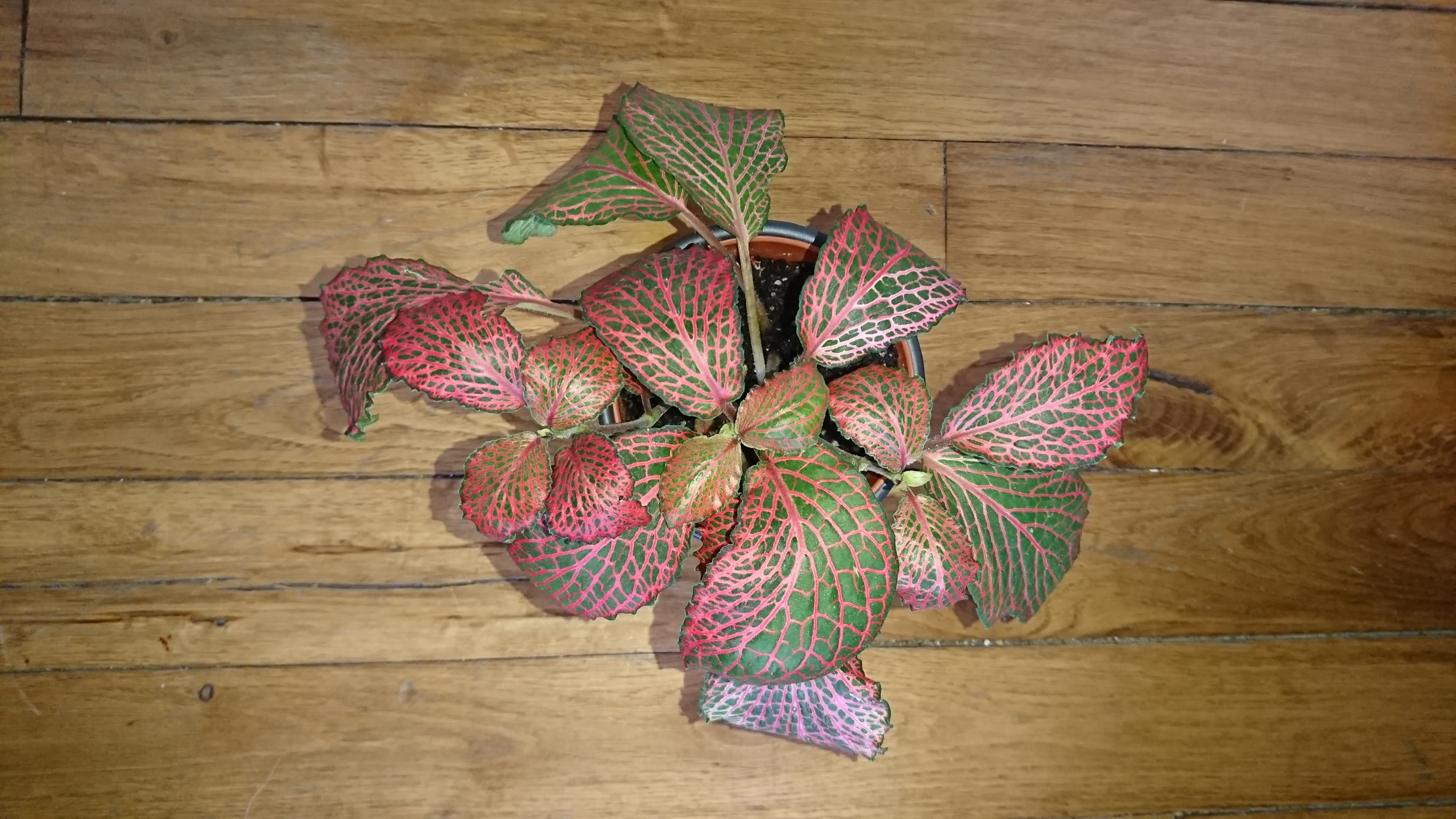 Annexe botanique2.jpg